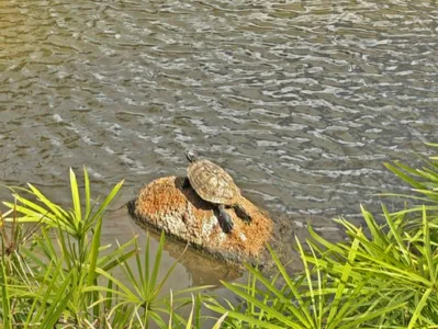 Photo of the Day: Basking Honu